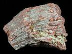 Pennsylvanian Aged Red Agatized Horn Coral - Utah #46153-1